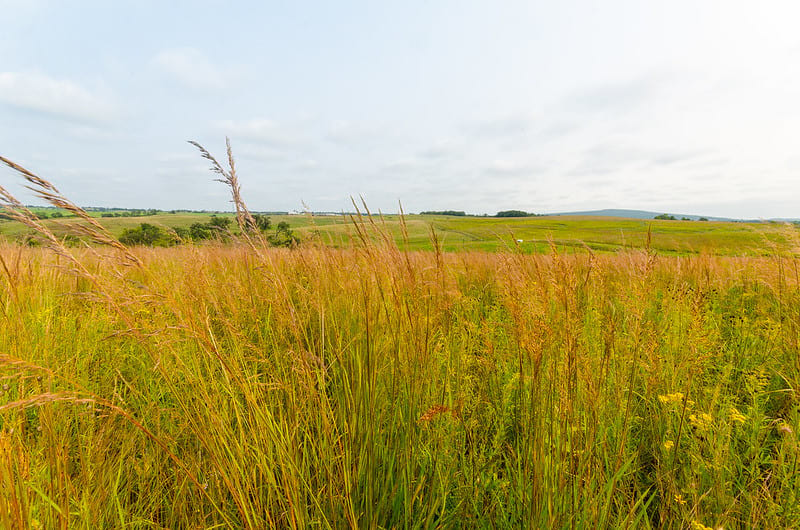 Tall grass on hiking trail with prairie in distance